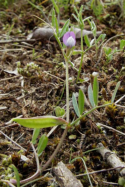 Vicia lathyroides \ Frhlings-Zwergwicke / Spring Vetch, D Schwetzingen 1.5.2006