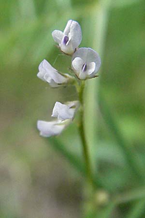 Vicia hirsuta \ Rauhaarige Wicke / Hairy Tare, D Pfalz, Landau 8.5.2006