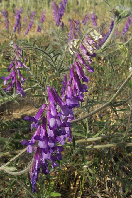 Vicia villosa \ Zottel-Wicke, Zottige Wicke / Hairy Vetch, D Schwetzingen 12.5.2006