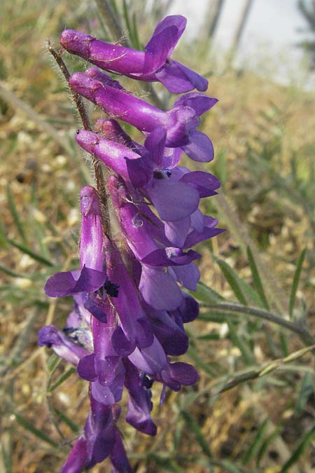 Vicia villosa, Zottel-Wicke, Zottige Wicke Vicia villosa, Zottel-Wicke, Zottige Wicke