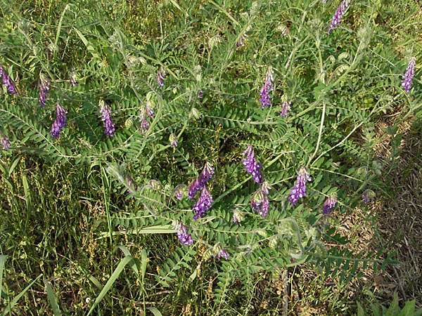 Vicia villosa \ Zottel-Wicke, Zottige Wicke / Hairy Vetch, D Schwetzingen 12.5.2006