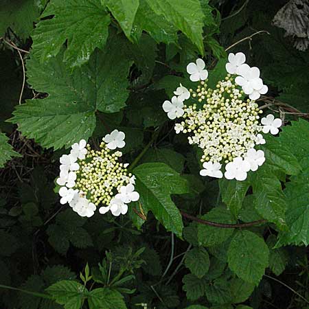 Viburnum opulus \ Gewhnlicher Schneeball, Wasser-Schneeball / Guelder Rose, Highbush Cranberry, D Mannheim 14.5.2006