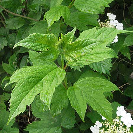 Viburnum opulus \ Gewhnlicher Schneeball, Wasser-Schneeball / Guelder Rose, Highbush Cranberry, D Mannheim 14.5.2006