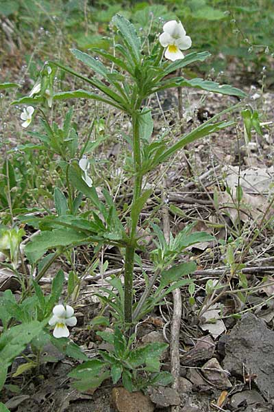Viola arvensis \ Acker-Stiefmtterchen / Field Pansy, D Bürstadt 15.5.2006