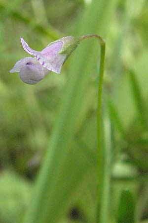 Ervum tetraspermum \ Viersamige Wicke / Smooth Tare, D Schriesheim-Altenbach 23.5.2006