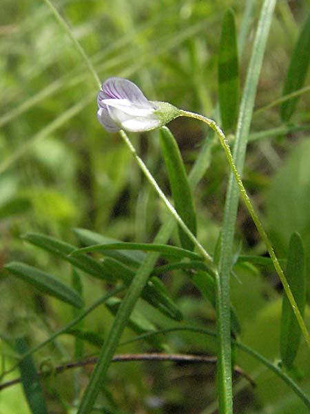 Ervum tetraspermum \ Viersamige Wicke / Smooth Tare, D Schriesheim-Altenbach 23.5.2006