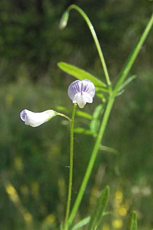 Ervum tetraspermum \ Viersamige Wicke / Smooth Tare, D Eisenberg 1.7.2006