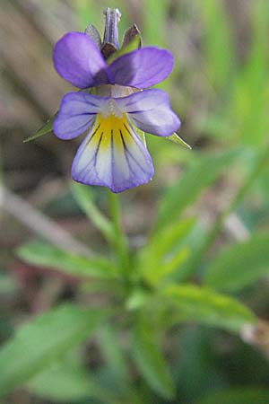 Viola arvensis \ Acker-Stiefmtterchen / Field Pansy, D Sandhausen 31.8.2006