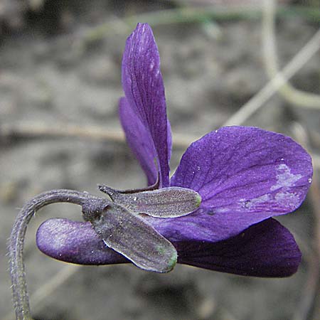 Viola odorata \ Wohlriechendes Veilchen, Mrz-Veilchen / Sweet Violet, D Weinheim an der Bergstraße 27.2.2007
