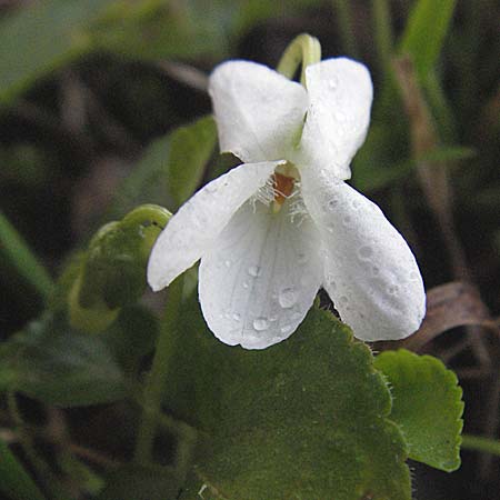 Viola alba subsp. alba \ Weies Veilchen / White Violet, D Weinheim an der Bergstraße 10.3.2007