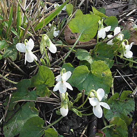 Viola alba subsp. alba \ Weies Veilchen / White Violet, D Weinheim an der Bergstraße 10.3.2007