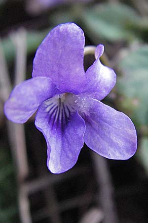 Viola odorata \ Wohlriechendes Veilchen, Mrz-Veilchen / Sweet Violet, D Weinheim an der Bergstraße 15.3.2007