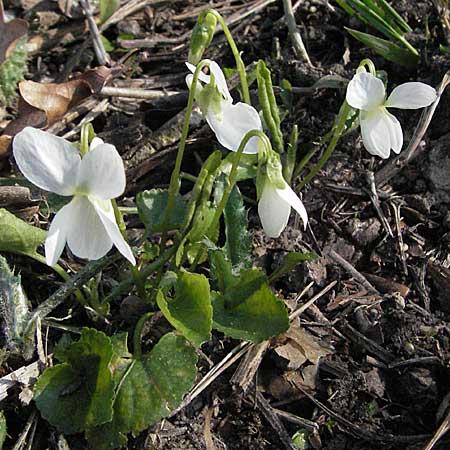 Viola alba subsp. alba \ Weies Veilchen / White Violet, D Weinheim an der Bergstraße 13.3.2007
