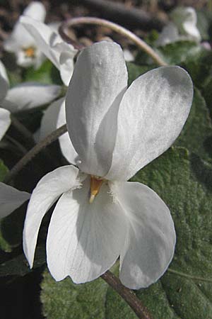 Viola odorata \ Wohlriechendes Veilchen, Mrz-Veilchen / Sweet Violet, D Weinheim an der Bergstraße 15.3.2007