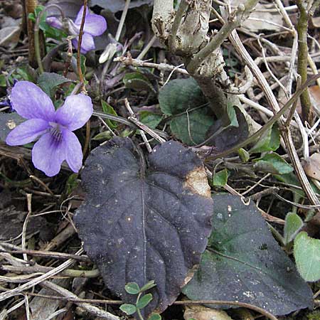 Viola reichenbachiana \ Wald-Veilchen / Early Dog Violet, D Weinheim an der Bergstraße 17.3.2007