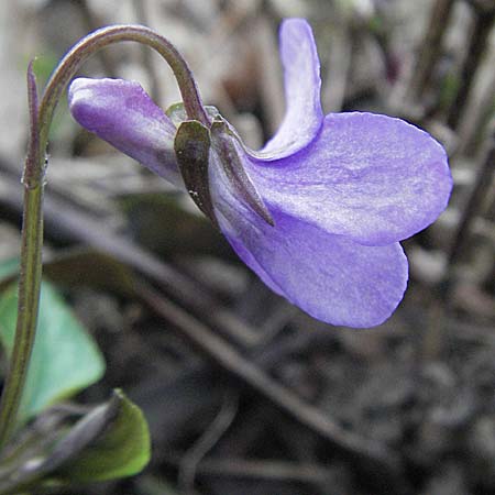 Viola reichenbachiana \ Wald-Veilchen / Early Dog Violet, D Weinheim an der Bergstraße 17.3.2007