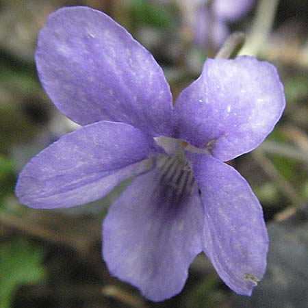Viola reichenbachiana \ Wald-Veilchen / Early Dog Violet, D Weinheim an der Bergstraße 17.3.2007