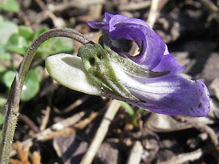 Viola riviniana \ Hain-Veilchen / Common Dog Violet, D Weinheim an der Bergstraße 28.3.2007