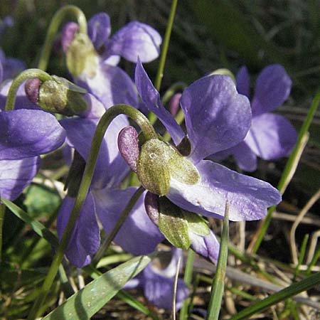 Viola hirta \ Rauhaariges Veilchen / Hairy Violet, D Neuleiningen 5.4.2007