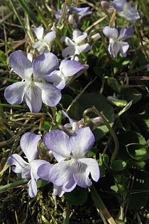 Viola rupestris \ Sand-Veilchen / Teesdale Violet, D Viernheim 10.4.2007