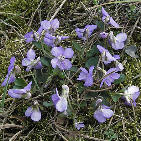 Viola rupestris \ Sand-Veilchen / Teesdale Violet, D Viernheim 10.4.2007