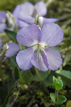 Viola rupestris \ Sand-Veilchen / Teesdale Violet, D Viernheim 10.4.2007