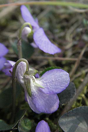 Viola rupestris \ Sand-Veilchen / Teesdale Violet, D Viernheim 10.4.2007