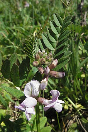Vicia sepium \ Zaun-Wicke / Bush Vetch, D Karlstadt 14.4.2007
