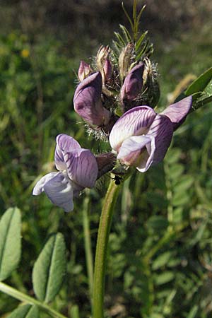 Vicia sepium, Bush Vetch Vicia sepium, Bush Vetch