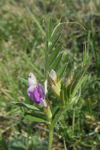 Vicia segetalis \ Korn-Wicke, Getreide-Wicke / Narrow-Leaved Common Vetch, D Neuleiningen 17.4.2007