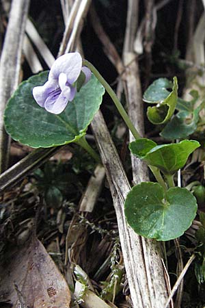 Viola palustris \ Sumpf-Veilchen / Marsh Violet, D Schwarzwald/Black-Forest, Feldberg 28.4.2007