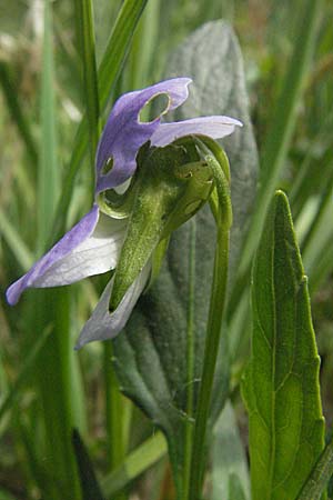 Viola elatior \ Hohes Veilchen / Tall Violet, D Rastatt 3.5.2007