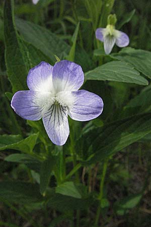 Viola elatior \ Hohes Veilchen / Tall Violet, D Rastatt 3.5.2007