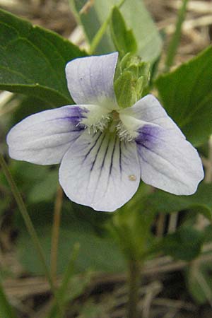 Viola elatior \ Hohes Veilchen / Tall Violet, D Rastatt 3.5.2007