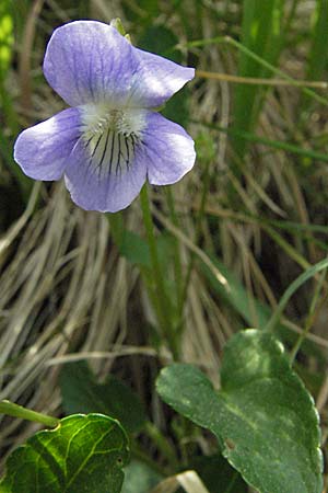 Viola stagnina \ Pfirsichblttriges Moor-Veilchen / Fen Violet, D Rastatt 3.5.2007