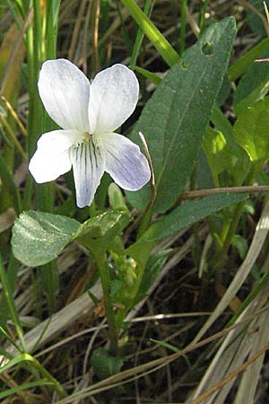 Viola stagnina \ Pfirsichblttriges Moor-Veilchen / Fen Violet, D Rastatt 3.5.2007