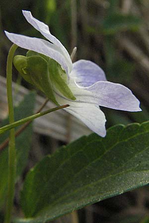 Viola stagnina \ Pfirsichblttriges Moor-Veilchen / Fen Violet, D Rastatt 3.5.2007