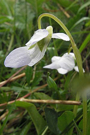Viola canina \ Hunds-Veilchen / Dog Violet, D Allgäu, Gebrazhofen 5.5.2007