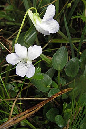 Viola canina \ Hunds-Veilchen / Dog Violet, D Allgäu, Gebrazhofen 5.5.2007