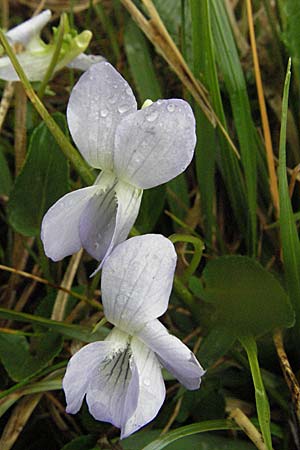 Viola canina \ Hunds-Veilchen / Dog Violet, D Allgäu, Gebrazhofen 5.5.2007