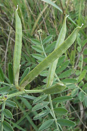 Vicia segetalis \ Korn-Wicke, Getreide-Wicke / Narrow-Leaved Common Vetch, D Neuleiningen 8.5.2007