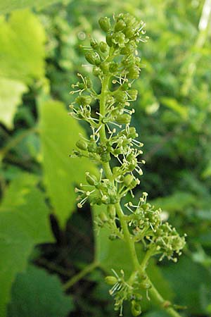 Vitis vinifera \ Weinrebe / Grape Vine, D Weinheim an der Bergstraße 8.5.2007