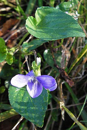 Viola canina \ Hunds-Veilchen / Dog Violet, D Schwarzwald/Black-Forest, Schauinsland 18.5.2007