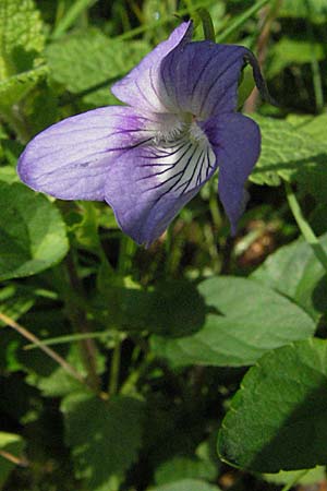 Viola canina \ Hunds-Veilchen / Dog Violet, D Schwarzwald/Black-Forest, Schönau 18.5.2007
