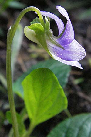 Viola canina \ Hunds-Veilchen / Dog Violet, D Schwarzwald/Black-Forest, Schönau 18.5.2007