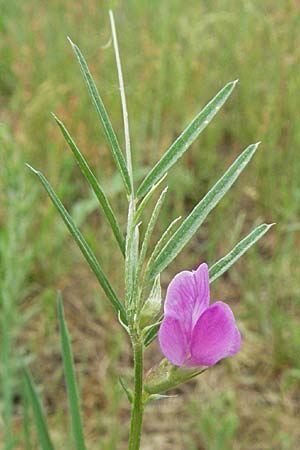 Vicia angustifolia, Schmalblättrige Futter-Wicke Vicia angustifolia, Schmalblättrige Futter-Wicke