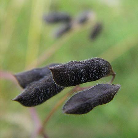 Vicia hirsuta \ Rauhaarige Wicke / Hairy Tare, D Bensheim 6.7.2007