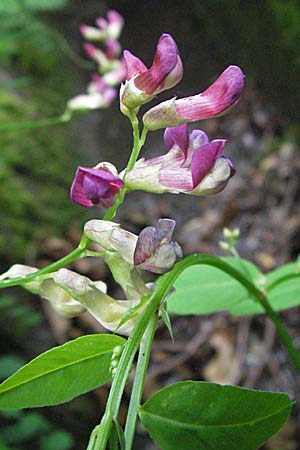 Vicia dumetorum \ Hecken-Wicke / Great Wood Vetch, D Bensheim 12.7.2007