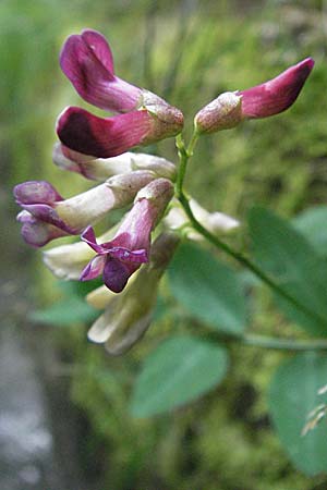 Vicia dumetorum \ Hecken-Wicke / Great Wood Vetch, D Bensheim 12.7.2007