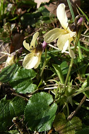 Viola odorata var. sulphurea \ Wohlriechendes Veilchen, Mrz-Veilchen / Sweet Violet, D Weinheim an der Bergstraße 25.3.2008